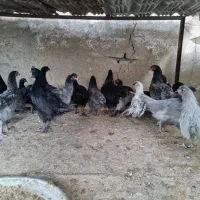 فروش مرغ و خروس ایام سمانی و آراکانا و امرکانا|حیوانات مزرعه|قائمشهر, |دیوار