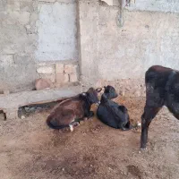 فروشی|حیوانات مزرعه|کوهدشت, |دیوار