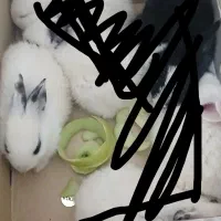 خرگوش