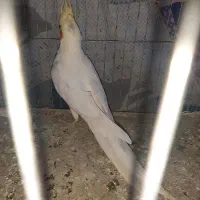 جفت عروس هلندی