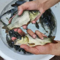 پرورش کپور از بهترین نژاد اصلاح شده