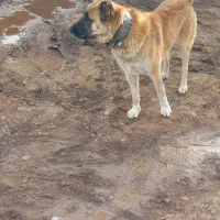 سگ گله نگهبانی