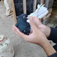 کفتر کلهسیاه نر|پرنده|گلبهار, نوبهار|دیوار