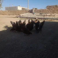 سلام خروس محلی جوان ۳۵ عدد فروش یکجا و تکی|حیوانات مزرعه|هلالی, |دیوار