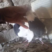 جفت طوقی سیاه بدون غلط|پرنده|سمیرم, |دیوار