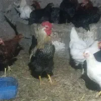 خروس|حیوانات مزرعه|بم, |دیوار