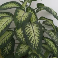 گل دیفن باخیا