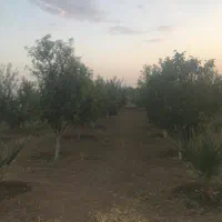 باغ۱۰۰۰متری حسین آباد نقش رستم|فروش زمین و ملک کلنگی|مرودشت, نقش رستم|دیوار