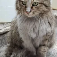 سرپرستی گربه