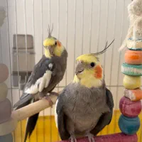 ۲عدد عروس هلندی همراه با قفس