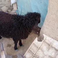 بره نر|حیوانات مزرعه|تربت جام, رضاآباد|دیوار