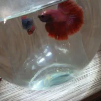 گروه جدیدفعال برای ماهی۲کانال داریماازتمام ماهی ها