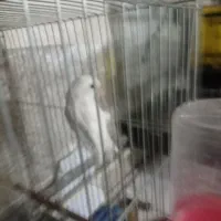 پرندگان عروس هلندی،طوطی برزیلی ومرغ عشق پروانی|پرنده|سلماس, |دیوار