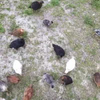 جوجه گلپایگان