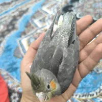 فروخته شد|پرنده|سوسنگرد, |دیوار