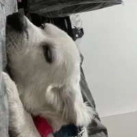 سگ تربیت شده|سگ|سقز, |دیوار