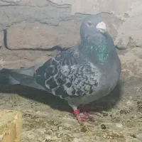 پولک|پرنده|خواف, |دیوار