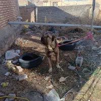 سگ سرابی نسل دار