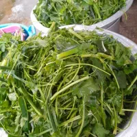 محصولات خانگی تازه|خوردنی و آشامیدنی|رشت, کوی جام جم|دیوار