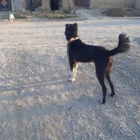 سگ نر آدمی و گوسفندی