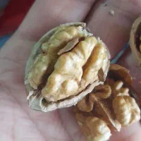 گردو  درشت درجه یک سفید ورغنی