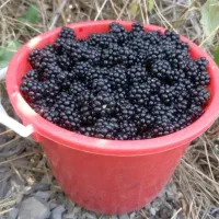 تمشک جنگلی و آبدار بصورت روزانه ارسال به درب منزل|خوردنی و آشامیدنی|کردکوی, |دیوار