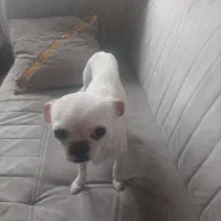 سگ گم شده|حیوانات|سهند, |دیوار