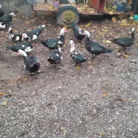 اردک اسرائیلی