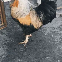 خروس