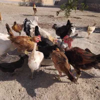 فروش کله جوجه وکله خروس