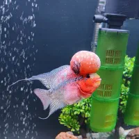 آکواریوم زیبا فلاور|ماهی|اسلامآباد غرب, |دیوار