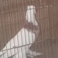 نر طوقی سرور|پرنده|زارچ, |دیوار