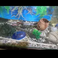 اکواریوم فروش فوری|ماهی|اهواز, شریعتی جنوبی|دیوار