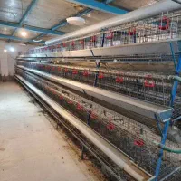 فروش قفس مرغ تخمگذار