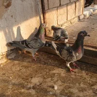 ۲عدد پلاکی نر|پرنده|فیروزآباد, |دیوار