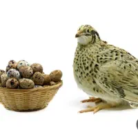 جوجه بلدرچین  ژاپنی