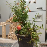 هویای قلبی و هویای کروهنیانا.انار.نارنگی لیمو ترش|گل و گیاه طبیعی|تبریز, |دیوار