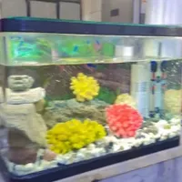 آکواریوم شیشه خم