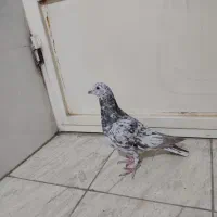 کبوتر سرور دورگ|پرنده|فولادشهر, فولادشهر|دیوار