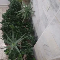 گل و گیاه|گل و گیاه طبیعی|تربتحیدریه, بوستان باغ ملی|دیوار