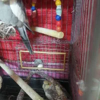 عروس هلندی نرو ماده تخم گذار|پرنده|فردیس, فردیس|دیوار