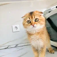 گربه بریتیش گلد ny21 پسر خیلی لوس واکسن خورده ۲۷ ت