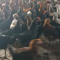 طاقچه ۱۰۰ روزه + جهادی گلپایگان مشکی بلک استار|حیوانات مزرعه|مشهد, تبادکان|دیوار