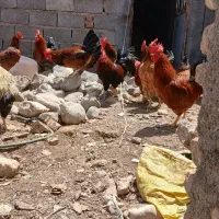 مرغ وخروس سیاه ورنگی|حیوانات مزرعه|مشهد, کوی سیدی|دیوار