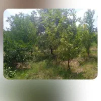 باغ-میوه-ساری-فروشی