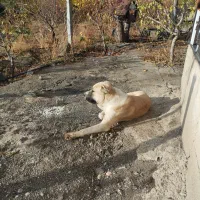 توله عراقی ۱۴ ماهه|سگ|نوشین شهر, |دیوار