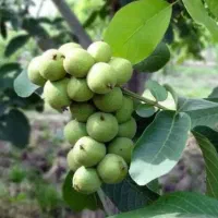 نهالفروشی حجت همراهی|خدمات باغبانی و درختکاری|یزد, |دیوار