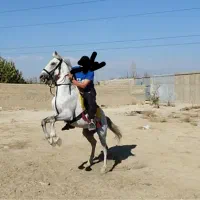 اسب ترکی درجه ۱ سر و دمگیر زیر قیمت|اسب و تجهیزات اسب‌سواری|چهاردانگه (تهران), |دیوار