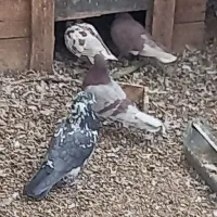 فروش کبوتر پرشی|پرنده|زید آباد, |دیوار