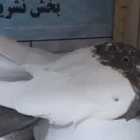 کبوتر حسن خانی